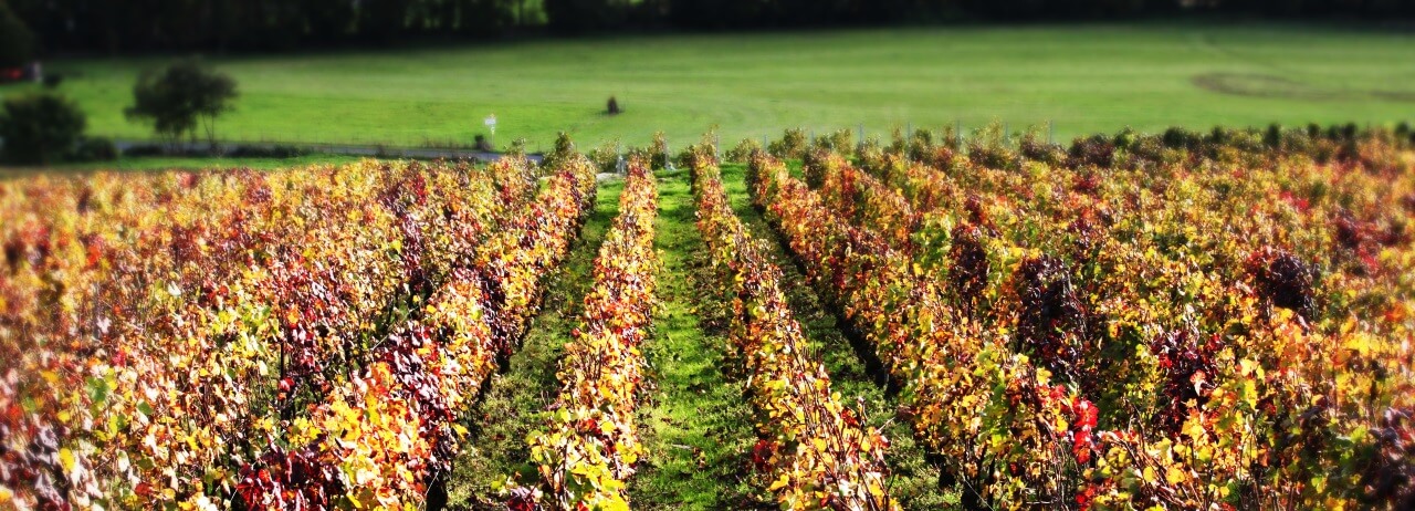 nos vignes